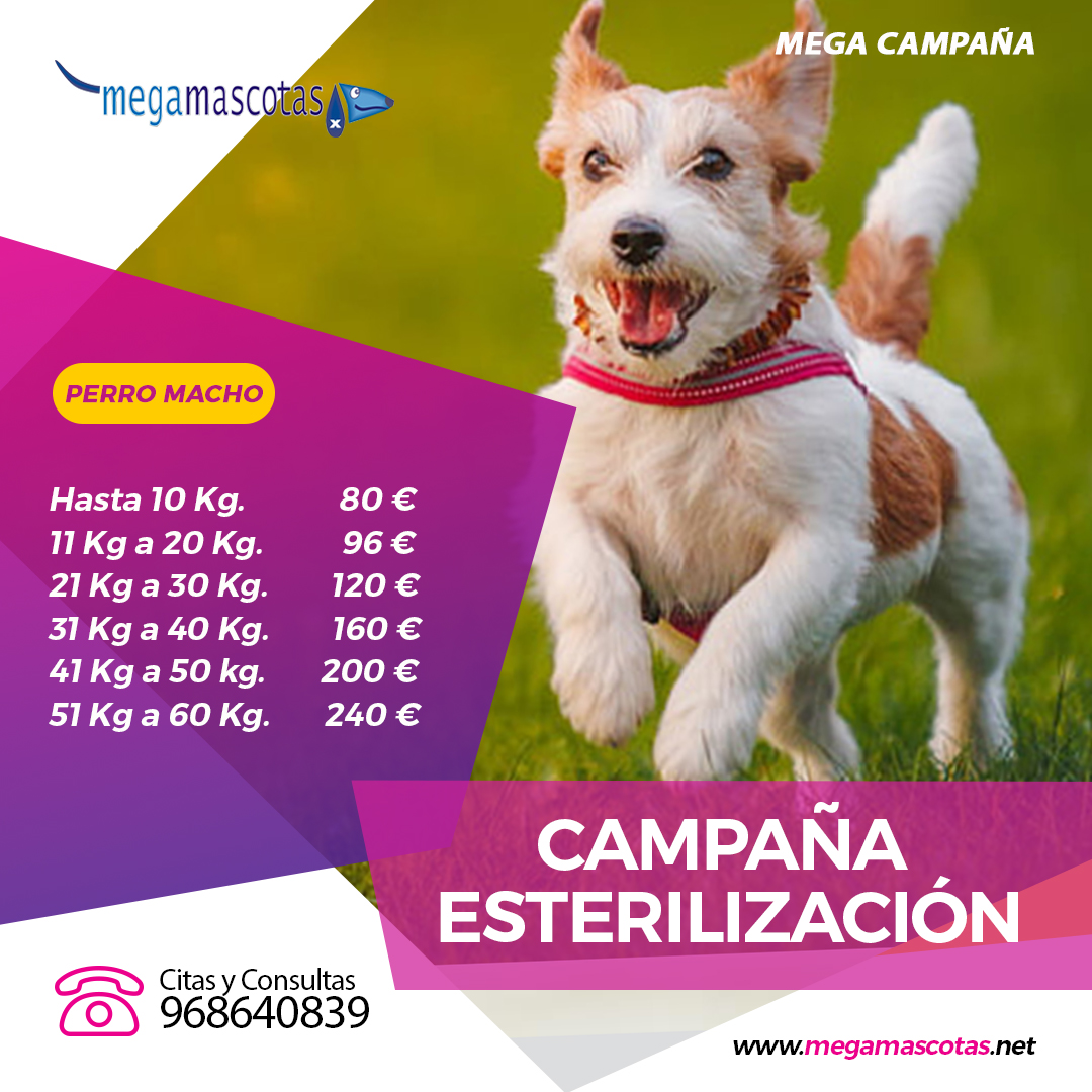 Abultar club Estallar Campaña Castración Perro Macho del 1 de Septiembre al 30 de Septiembre 2020  | Megamascotas