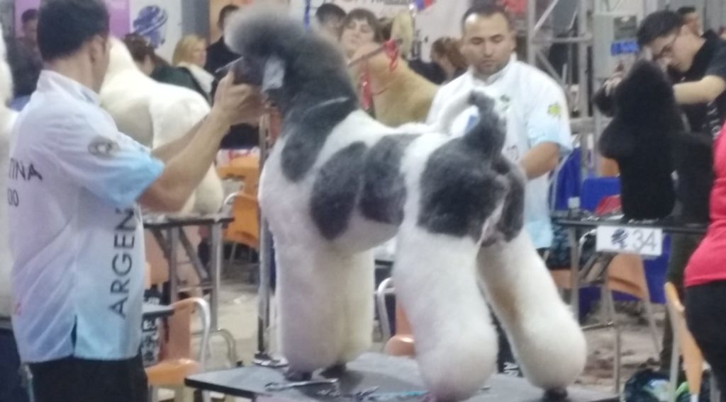 Por el bienestar animal