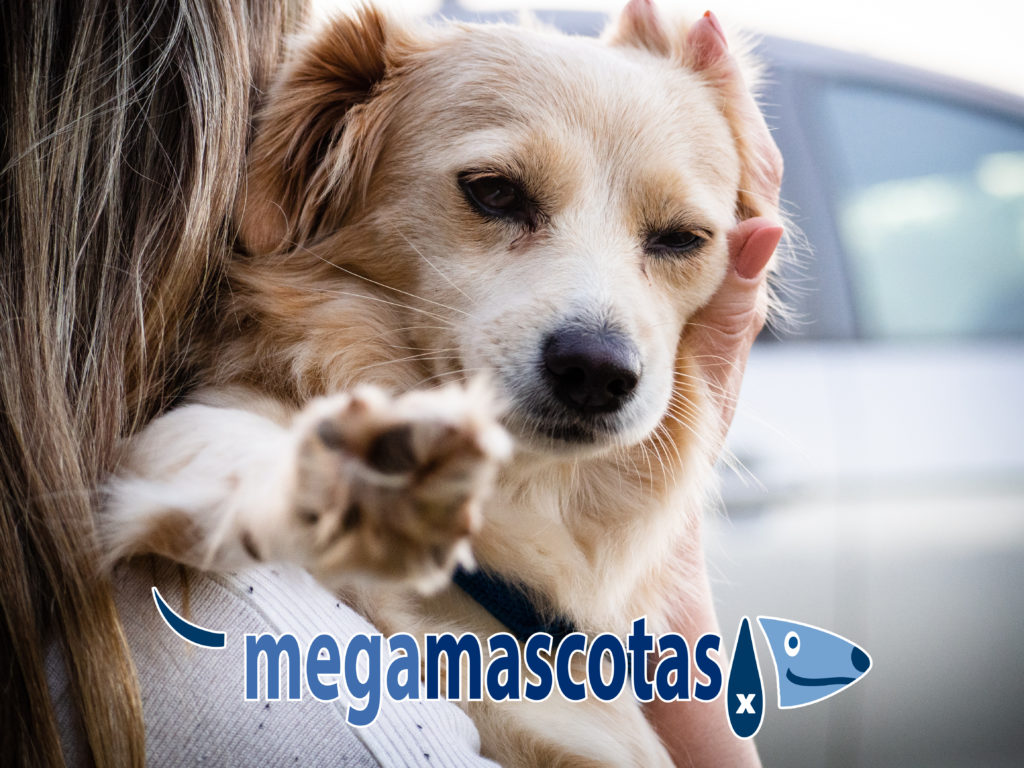 perro patas quemadas