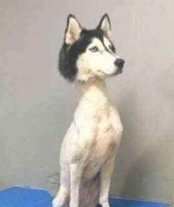 rapar un husky