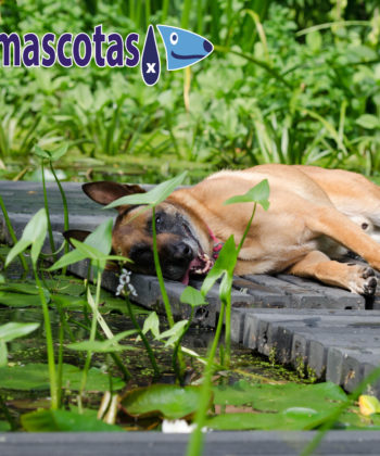 golpe de calor perro