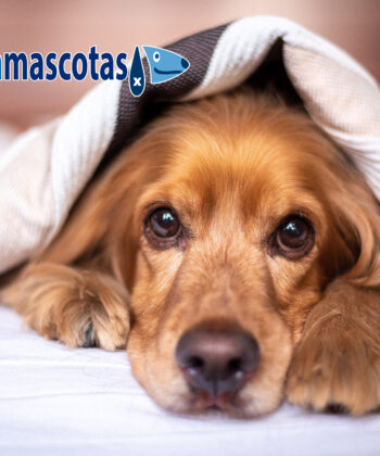 problemas dormir con tu perro