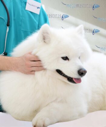 Megamascotas somos una clínica veterinaria que te ofrece toda su experiencia y profesionalidad a la hora de cuidar y sanar a tus mascotas. Disponemos de unas amplias instalaciones con la última tecnología y novedades médicas. Además de tener un gran equipo de profesionales del sector.