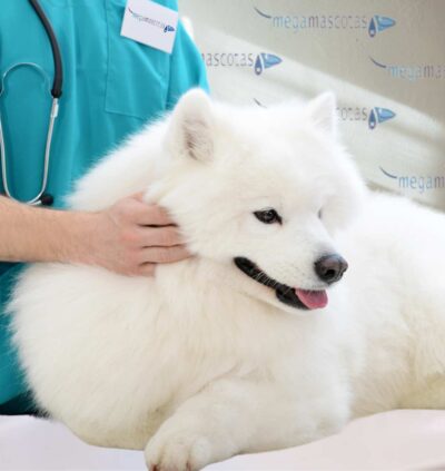 Megamascotas somos una clínica veterinaria que te ofrece toda su experiencia y profesionalidad a la hora de cuidar y sanar a tus mascotas. Disponemos de unas amplias instalaciones con la última tecnología y novedades médicas. Además de tener un gran equipo de profesionales del sector.