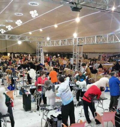 campeonato europeo peluquería canina Murcia