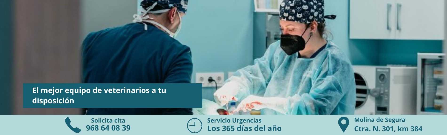Megamascotas cuenta con el mejor equipo de veterinarios en Murcia