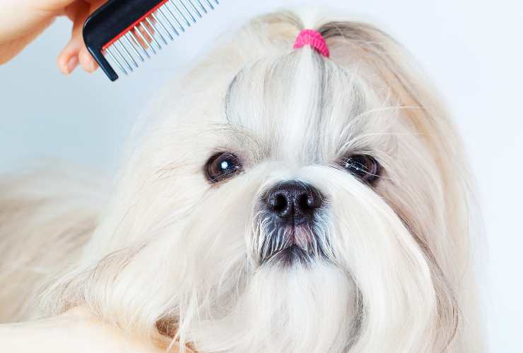 PELUQUERÍA CANINA - CLÍNICA VETERINARIA MEGAMASCOTAS - MOLINA DE SEGURA - MURCIA (2)
