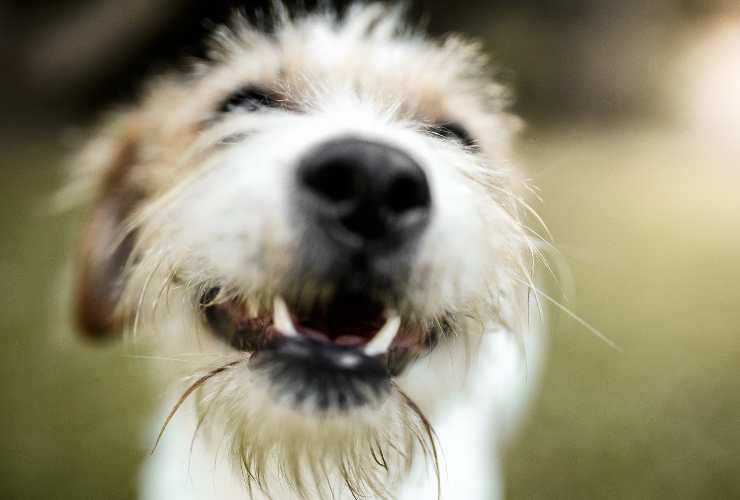 RESIDENCIA CANINA CLÍNICA VETERINARIA MEGAMASCOTAS - MOLINA DE SEGURA - MURCIA
