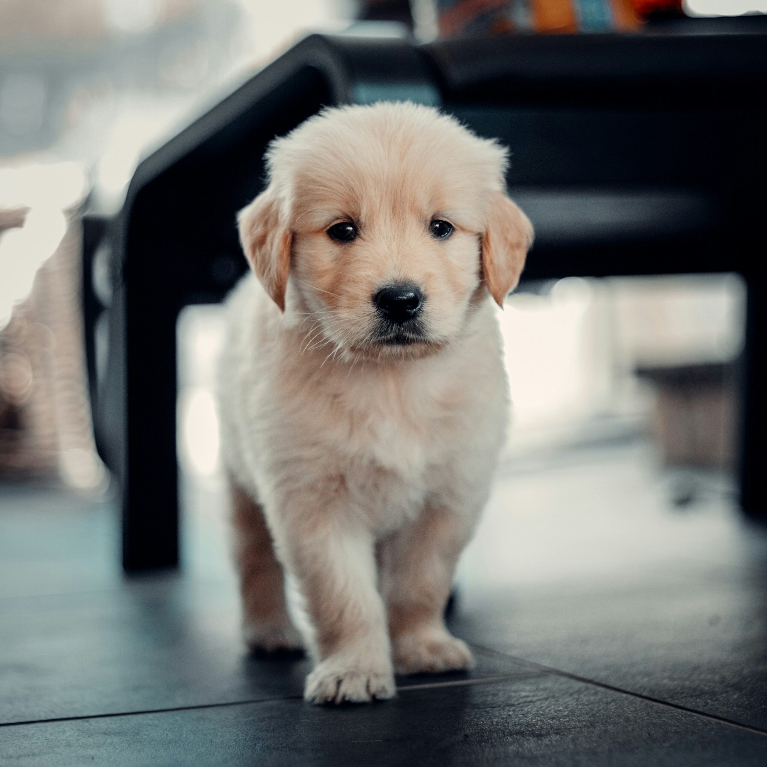 La etapa dorada del cachorro: lo que hagas ahora marcará su vida