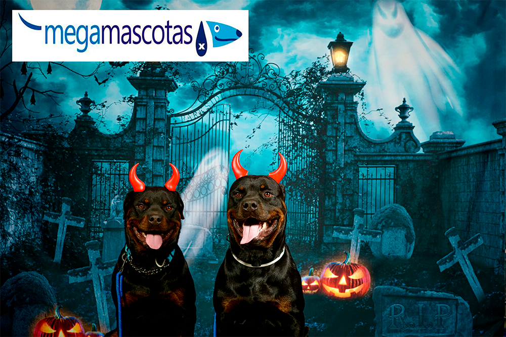 🎃 Halloween en Megamascotas: Diversión en nuestro centro veterinario con servicio veterinario 24h