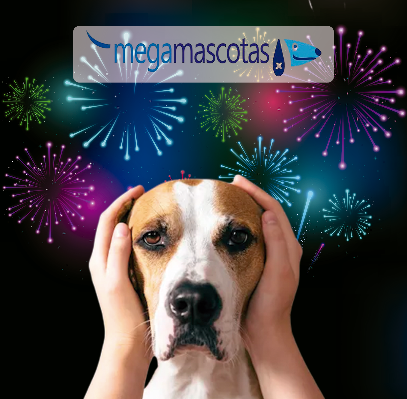 Petardos en Navidad: protege a tu mascota antes de que el ruido le cause estrés o una urgencia grave